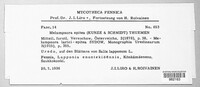 Melampsora epitea image